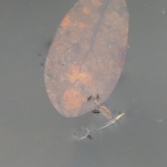 Microvelia pulchella