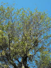 Pittosporum turneri