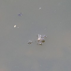 Microvelia pulchella