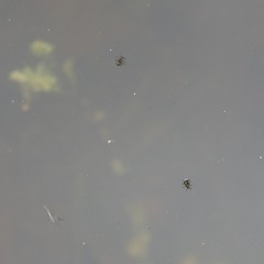 Microvelia pulchella