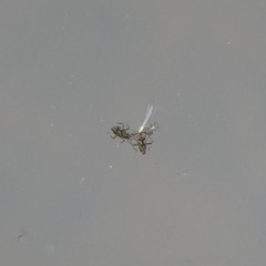 Microvelia pulchella