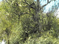 Pittosporum turneri