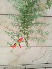 Lotus berthelotii