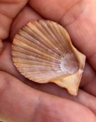 Chlamys