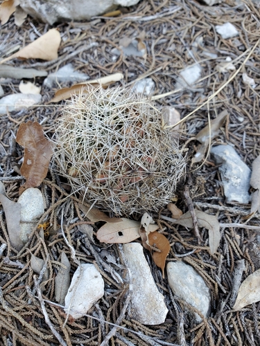 Coryphantha sulcata