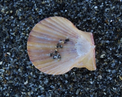 Chlamys