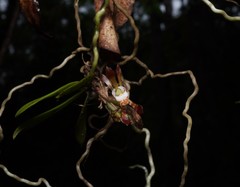 Sarcochilus dilatatus