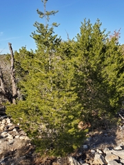 Pinus remota