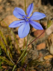 Aristea dichotoma
