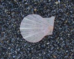 Chlamys