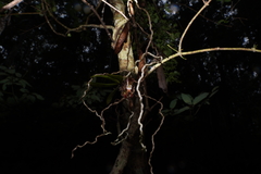 Sarcochilus dilatatus