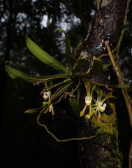 Sarcochilus dilatatus