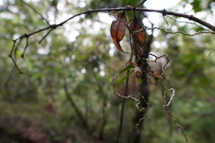 Sarcochilus dilatatus