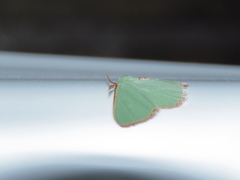 Heterorachis devocata