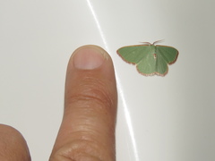 Heterorachis devocata