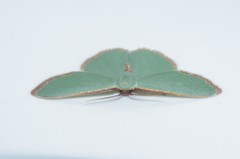 Heterorachis devocata