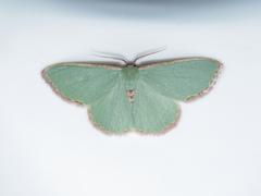 Heterorachis devocata