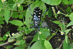 Anoplophora imitator