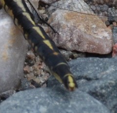 Phanogomphus spicatus