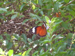 Cethosia penthesilea