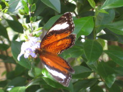 Cethosia penthesilea