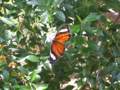 Cethosia penthesilea