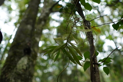 Plectorrhiza tridentata