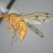 Homoneura disjuncta - Photo (c) Will Kuhn, some rights reserved (CC BY), uploaded by Will Kuhn