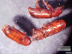 Corticeus