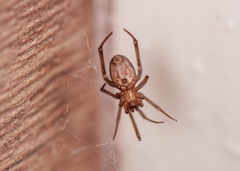 Steatoda grossa