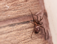 Steatoda grossa