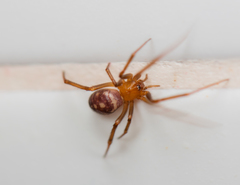 Steatoda grossa