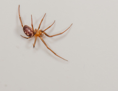 Steatoda grossa