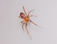 Steatoda grossa