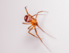 Steatoda grossa