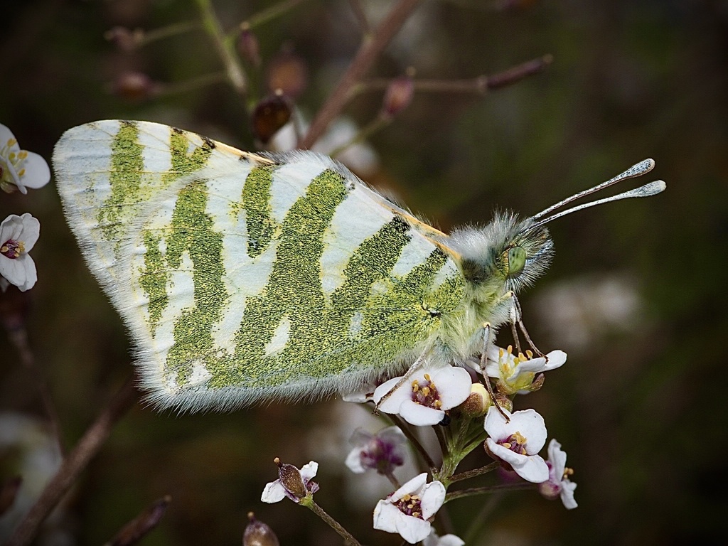Gran Canarian Green-striped White