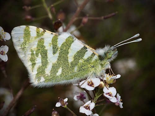 Gran Canarian Green-striped White