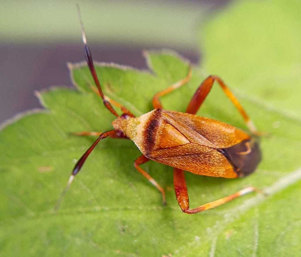 Notholopus
