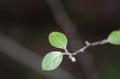 Cotoneaster dielsianus