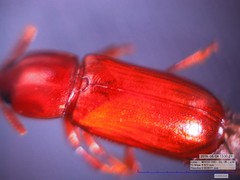 Corticeus