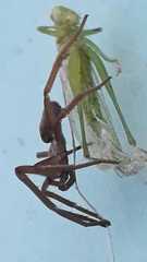 Kukulcania hibernalis