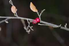 Cotoneaster dielsianus