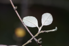 Cotoneaster dielsianus