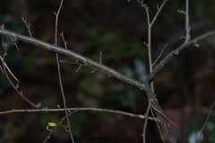 Cotoneaster dielsianus