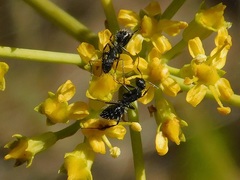 Lichtensteinia