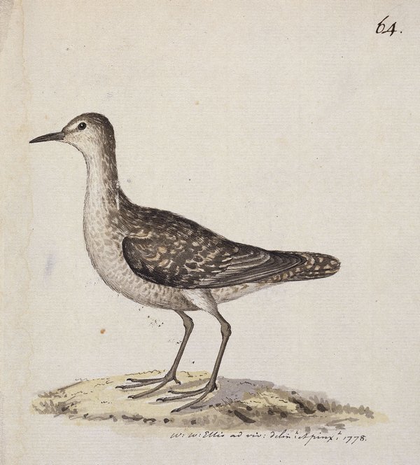 Kiritimati Sandpiper