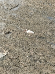 Eudocimus albus