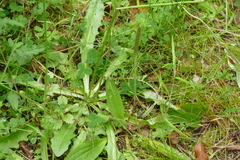 Plantago