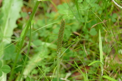 Plantago