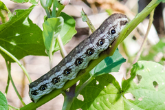 Proserpinus terlooii